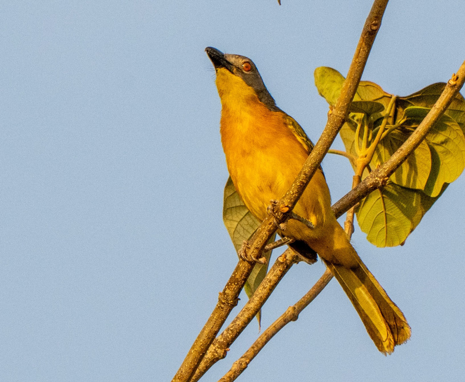 image Grey-headed Bushshrike